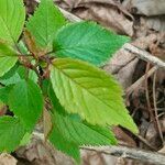 Panax quinquefolius Leaf