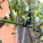 Solanum scabrum Frucht