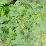 Sisymbrium erysimoides Leaf