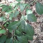 Euonymus latifolius Leaf