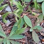 Erigeron acris Leaf