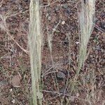 Aristida adoensis Flower