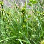 Carex leersii Kvet