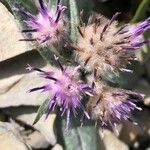 Saussurea alpina Flower