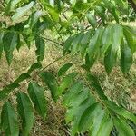 Sapindus mukorossi Leaf