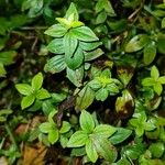 Galium rubioides Ліст