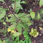 Rudbeckia triloba Hostoa