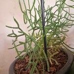 Rhipsalis cereuscula Hoja