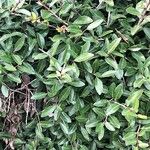 Ilex vomitoria List