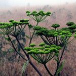 Angelica triquinata Maua