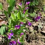 Lathyrus vernus Mosusu