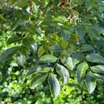 Pararchidendron pruinosum 叶