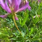 Trifolium alpinum Folio