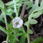 Ellisia nyctelea Floare