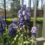 Muscari botryoides Кветка