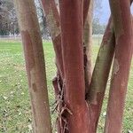 Idesia polycarpa Bark