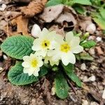 Primula vulgaris 葉