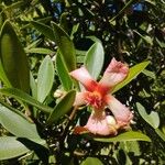 Clusia orthoneura Λουλούδι