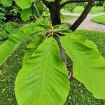 Magnolia obovata Foglia