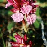 Anacamptis papilionacea Flor