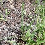 Linum maritimum Feuille