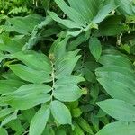 Maianthemum racemosum 葉