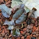 Lysimachia ciliata Leaf