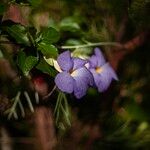 Thunbergia erecta Flower