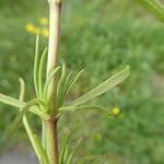 Plantago afra Blatt