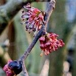 Parrotia persica फूल