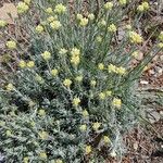 Helichrysum saxatile Kvet