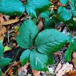 Rubus foliosus Blatt