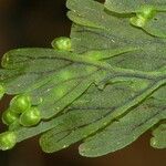 Hymenophyllum humboldtianum List