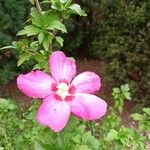 Hibiscus palustris Õis