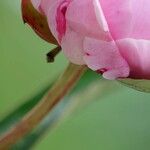 Paeonia lactiflora ᱮᱴᱟᱜ