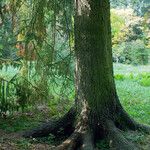 Picea brachytyla Yaprak