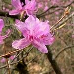 Rhododendron wadanum Květ