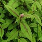 Persicaria campanulata Leaf