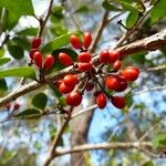 Emmenosperma pancherianum Fruit