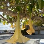 Brugmansia × candidaफूल