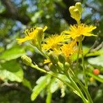 Crepis biennis Flower