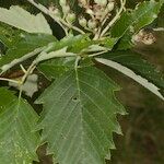 Karpatiosorbus remensis Sonstige