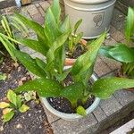 Zantedeschia albomaculata ഇല