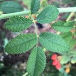 Rosa corymbifera Fuelha