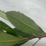 Myrica gale Leaf