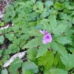 Cardamine glanduligera Flors