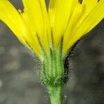 Hieracium atropictum Blüte