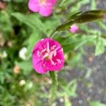 Oenothera rosea 花