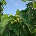 Cordia boissieri List