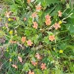 Lysimachia arvensis Flower